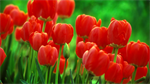Fond d'écran gratuit de Fleurs - Tulipes numéro 62804
